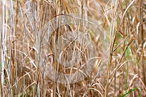 Golden Grass Stalks in a Meadow