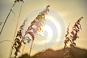 Golden grass of summer, bright sunset and silhouettes of grass on Hilton Head Island.