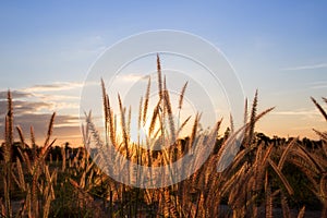 Golden grass, sunset background.