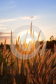 Golden grass, sunset background.