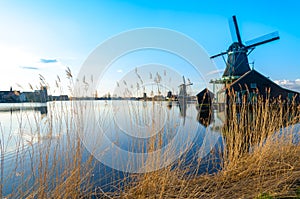 Golden grass by the windmills of Zaanse Schans