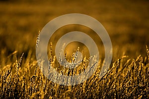Golden grasses photo