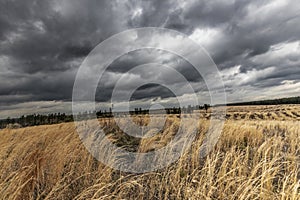 Golden grasses blowing before the storm