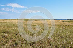 Golden grasses of a prairie