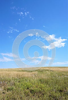 Golden grasses of a prairie