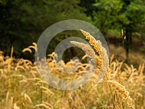 Golden grasses in the warm autumn light