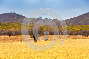 Golden grassland of Sun lake in Bashang grassland