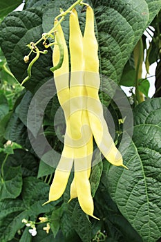 Golden green beans photo