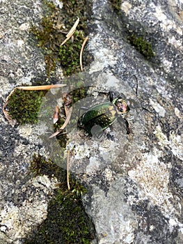 a golden green beetle on the stone