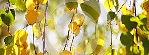 Golden and green birch tree leaves on the branches in autumn garden, sunny day, selective focus, natural background