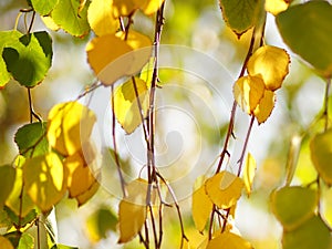 Golden and green birch tree leaves on the branches in autumn garden, sunny day, selective focus, natural background