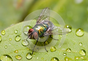 Golden-green bottle fly on a leaf, three quarters