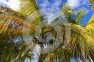 Golden and green palm trees against a blue sky with fluffy clouds taken from beneath them in the Caribbean