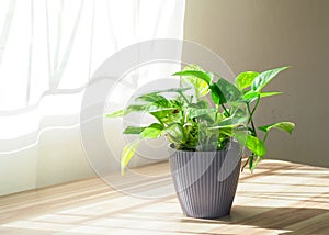 Golden green pothos or Epipremnum aureum on table at window in home and garden. Auspicious trees, trees purify the air.