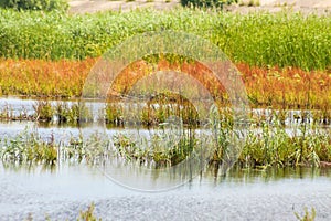 Golden and green reeds reflecting on lake landscape view of