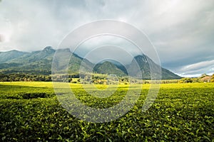 Golden green tea plantations at the foot of mount Mulanje