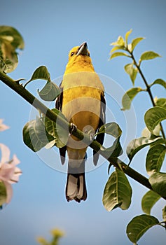 Golden Grosbeak Pheucticus Chrysogaster Bird Closeup in Tree South America Ecuador