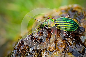 Golden ground beetle, Carabus auronitens, beautiful glossy insect on the wet stone. Water scene with shiny Golden ground beetle.