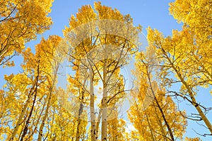 Golden Grove in Autumn Colorado