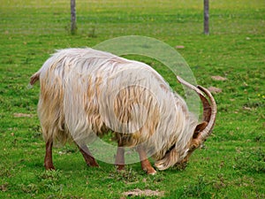 Golden Guernsey Goat eating grass