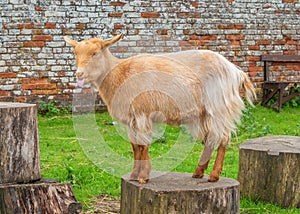 Golden Guernsey Goat posing, Sledmere House, Yorkshire, England.