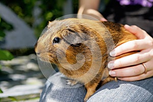 Golden guinea pig