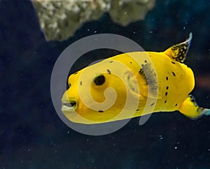 Golden guineafowl puffer fish smiling with its massive teeth and swimming around in the water