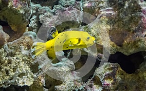 Golden guineafowl puffer fish swimming in front of some rocks underwater