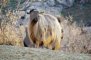 Golden hair of an angora goat