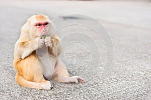Golden-Haired monkey eating a jelly treat, Monkey Mountain, Hong Kong