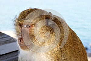 Golden hairy monkey with bloody face with sad eyes