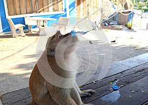 Golden hairy monkey is drinking water from transparent plastic bottle