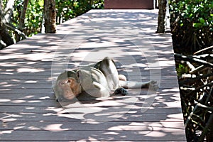 Golden hairy monkey sleeping on wooden bridge