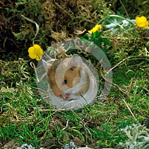 Golden Hamster, mesocricetus auratus, Adult with Flowers