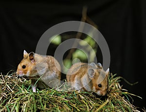 Golden Hamster, mesocricetus auratus, Adults standing on Grass