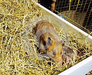 Golden Hamster, mesocricetus auratus, Female with Youngs in Cage