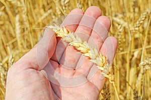 Golden harvest in hand over field