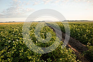 Golden Harvest: Serene Morning in the Countryside Potato Field