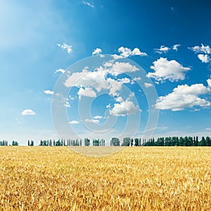 Golden harvest and blue sky with clouds