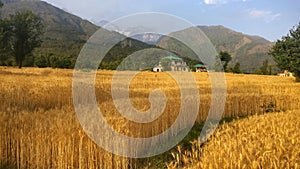 Golden harvest wheat field of remote mountain region kangra Himachal India