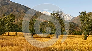 Golden harvest wheat field of remote mountain region kangra Himachal India