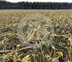 Golden harvested cornfield with leftover cut stalks, ears and kernels strewn on ground