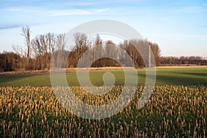 Golden harvested corrn fields and green farmland around Tienen, Belgium photo
