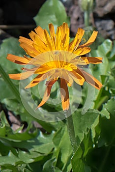 Golden hawksbeard Crepis aurea, orange flower close-up