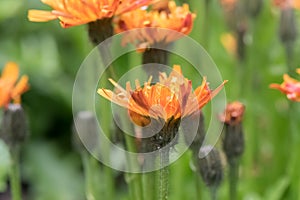 Golden hawksbeard Crepis aurea, orange flowers in the sun