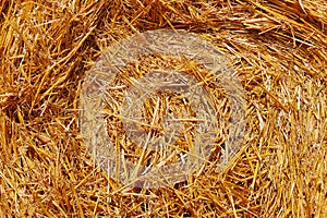 Golden hay bale close-up