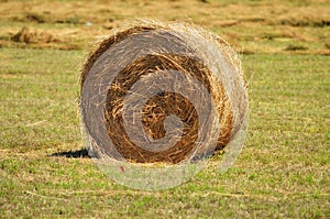 Golden hay bale on the field