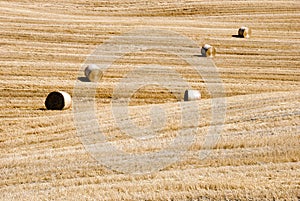 Golden hay bales photo