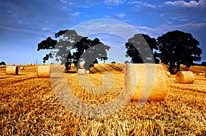 Golden hay bales