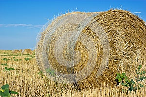 Golden Hay Bales